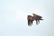 Picture 'KT1_18_05 Ruppels Griffon Vulture, Vulture, Kenya, Amboseli'